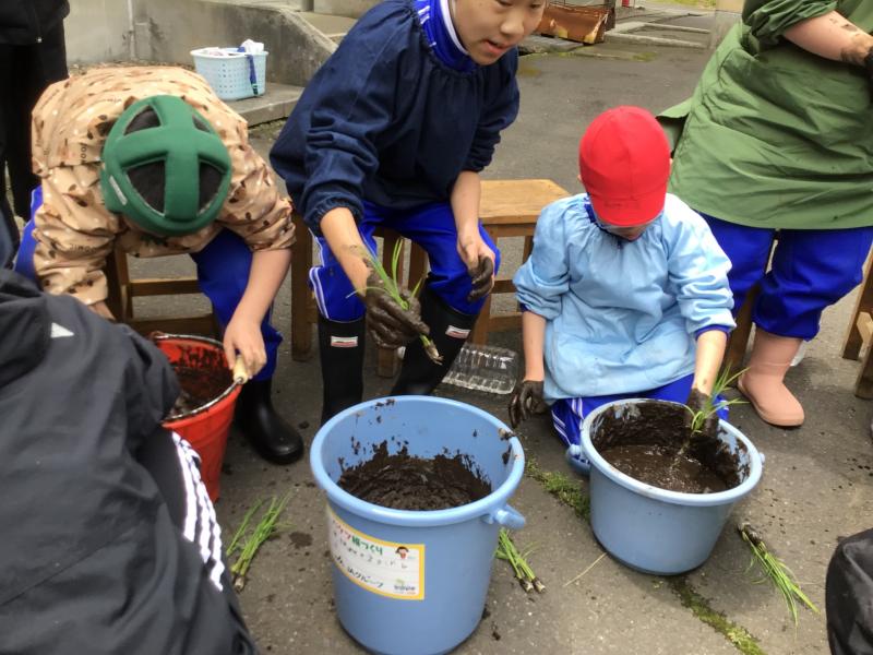 苗を植える