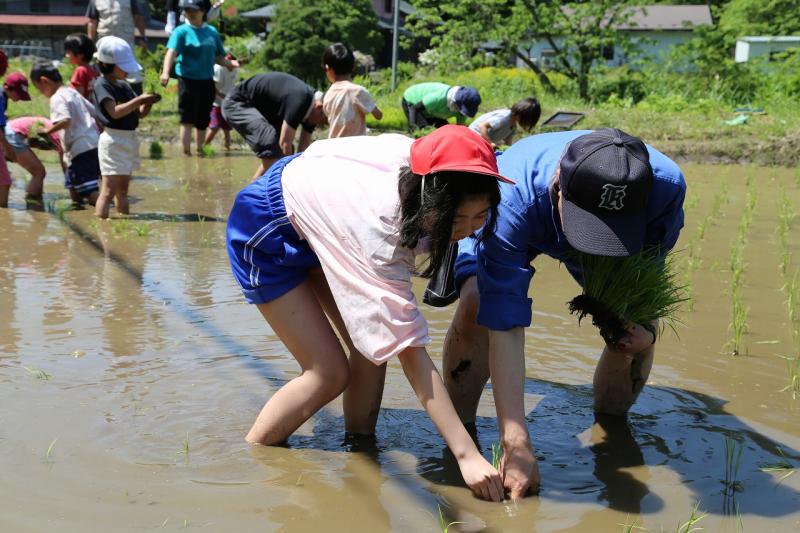 田植え③
