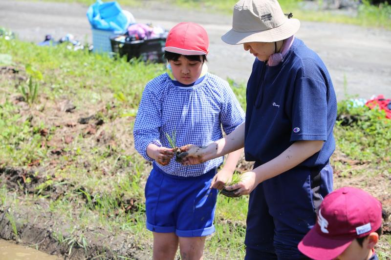 田植え④
