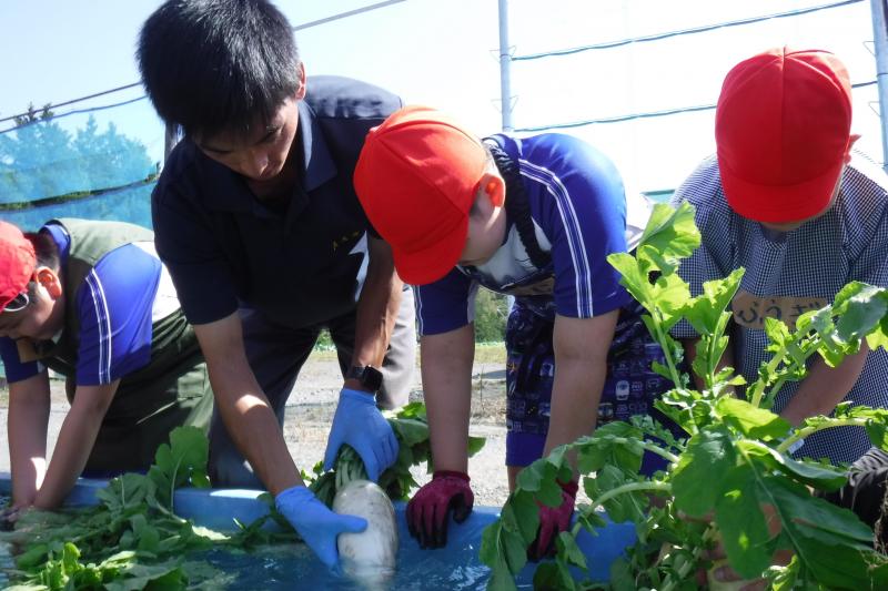大根洗い